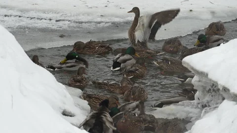 A flock of ducks in a hole in the ice on a winter river, 4K slow motion Stock Footage 261457389