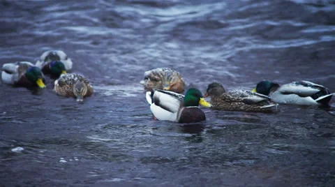 Flock of ducks hunting in forest river Stock Footage 36173476