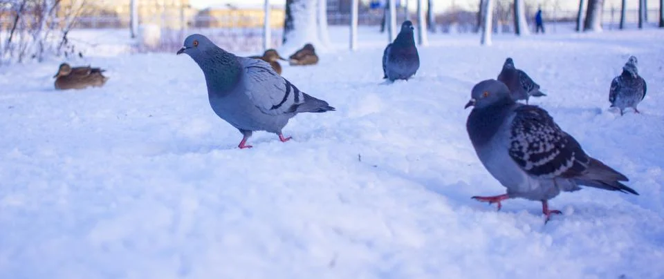 Flock of ducks on ice Stock Photos
