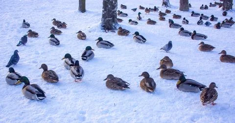 Flock of ducks on ice Stock Photos