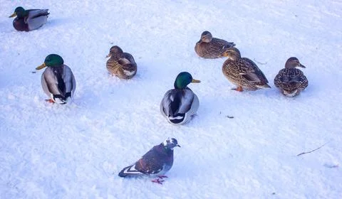 Flock of ducks on ice Stock Photos