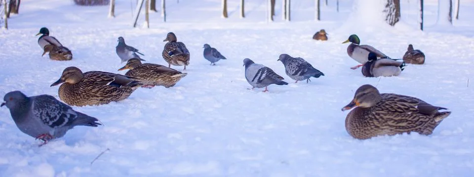 Flock of ducks on ice Stock Photos