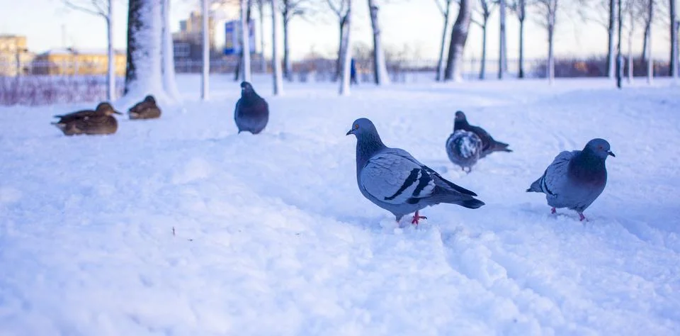 Flock of ducks on ice Stock Photos