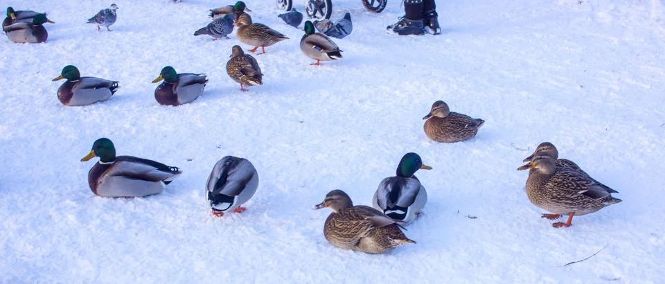 Flock of ducks on ice Stock Photos