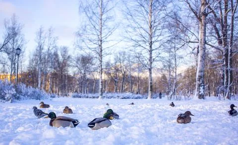 Flock of ducks on ice Stock Photos