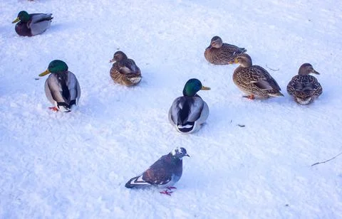 Flock of ducks on ice Stock Photos