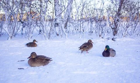 Flock of ducks on ice Stock Photos