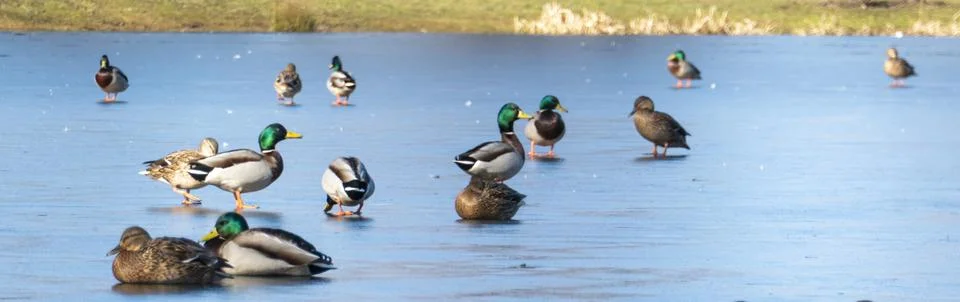 Flock of ducks on ice Stock Photos