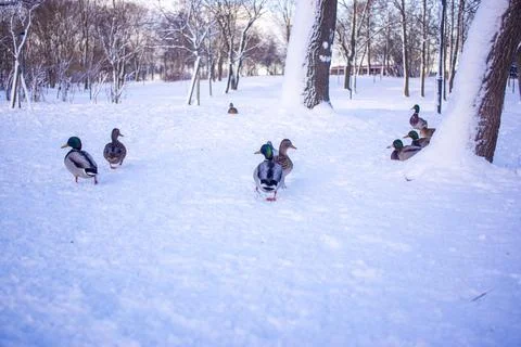 Flock of ducks on ice Stock Photos