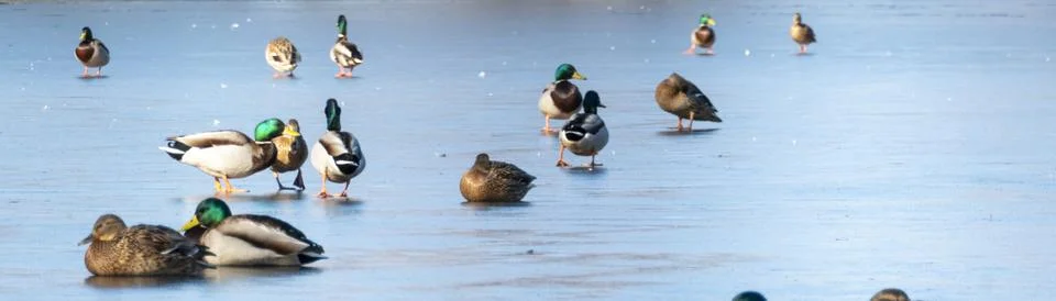 Flock of ducks on ice Stock Photos