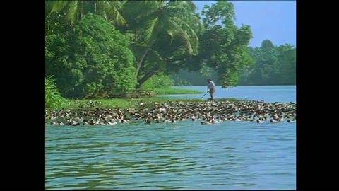 Flock of ducks in the Kerala Backwaters Video stock 240054919