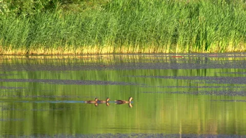 Flock of ducks in the lake Stock Footage 201390436