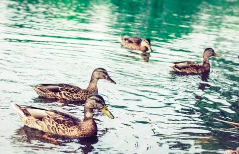 Flock of ducks on a lake in a park. Stock Photos
