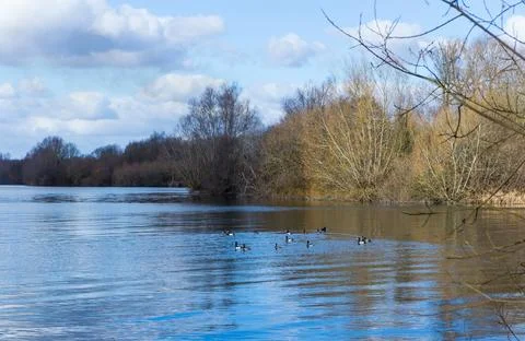 Flock, ducks, lake Stock Photos