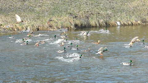 Flock of ducks landing on the river, 8x slow motion Stock Footage 324678170
