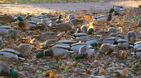 Flock of ducks is looking for food in grass Stock Footage 37136906