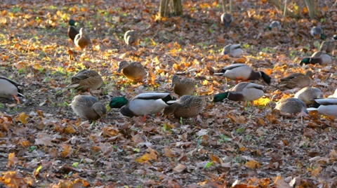 Flock of ducks is looking for food under leaves Vídeos de archivo 36202932