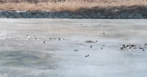 A flock of ducks in a misty river Video stock 231411517