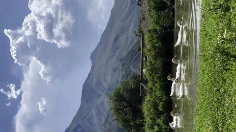 A flock of ducks in a mountainous area Stock Footage 254512700