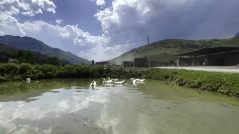 A flock of ducks in a mountainous area Stock Footage 259416711