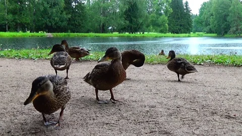 A flock of ducks on a path near the shore of a Park pond on a summer day Stock Footage 114270962