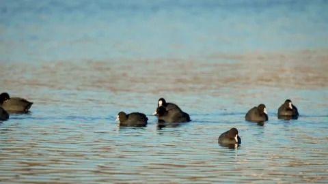 Flock of Ducks Peacefully Floating on Winter Lake Surface. Large group of black Stock Footage 275815014