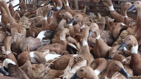 A flock of ducks in a pen Stock Footage 277375201