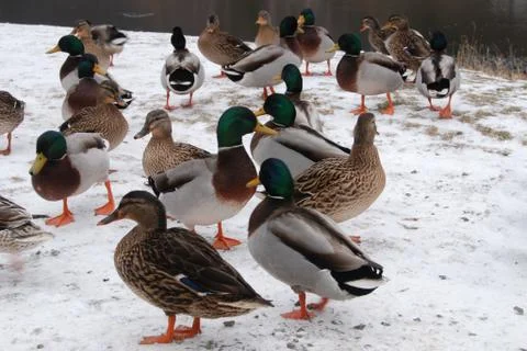 Flock of ducks Stock Photos