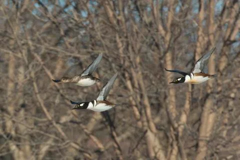 Flock of Ducks Stock Photos
