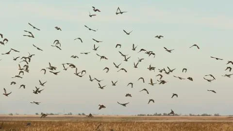 Flock of Ducks Stock Photos