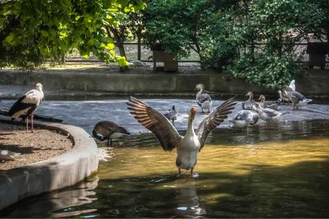 A Flock of Ducks Stock Photos