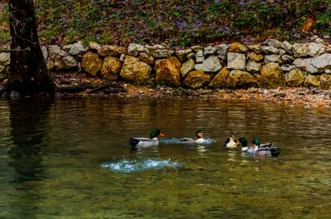 Flock of ducks Stock Photos