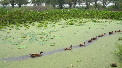 Flock of ducks playing in the water Stock Footage 249300902