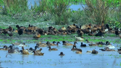 Flock of ducks playing in the water Stock Footage 255690579