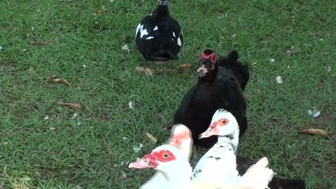 A flock of ducks, predominantly black, resting on the grass under natural l.. Stock Footage 323092421