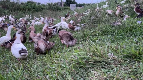 A flock of ducks preening and shaking wings outdoor. Stock-Footage 344142897