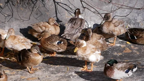 Flock of ducks preening, resting, and interacting in slow motion under sunny Stock Footage 290466189