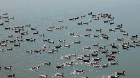 Flock of ducks quacking, Myanmar lake Stock Footage 102629892