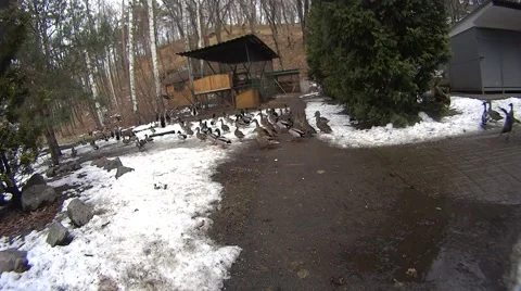 Flock of ducks quacking, running and flying up Video stock 48420456