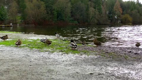 A Flock of Ducks Resting and Bathe on a Shoreline. Stock Footage 145298082