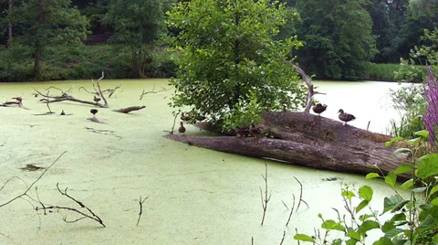 Flock of ducks resting on the pond. Stock Footage 34415096
