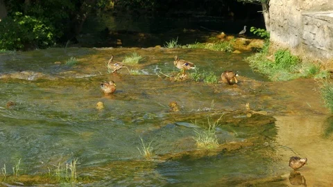 Flock of ducks resting in shallow stream Stock-Footage 100326627