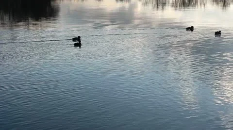 Flock of ducks on the river Stock Footage 18364346