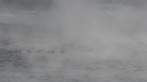 Flock of ducks in river Stock Footage 33893252