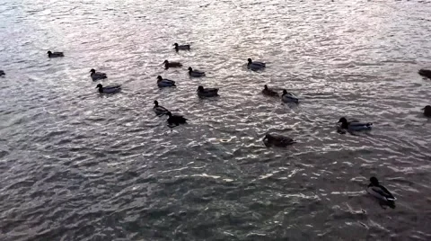 A flock of ducks on the river Stock Footage 46701170