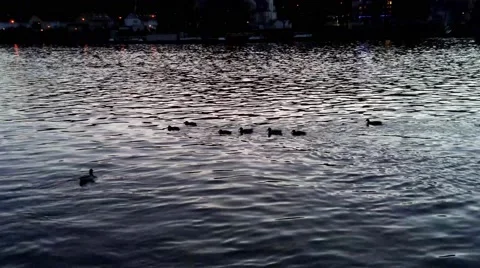 A flock of ducks on the river Stock Footage 46701257