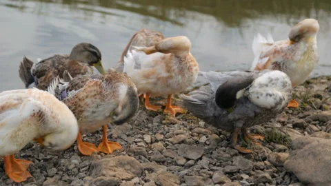 Flock of ducks on a river Stock Footage 100764550