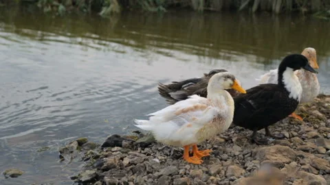 Flock of ducks on a river Stock Footage 100764597