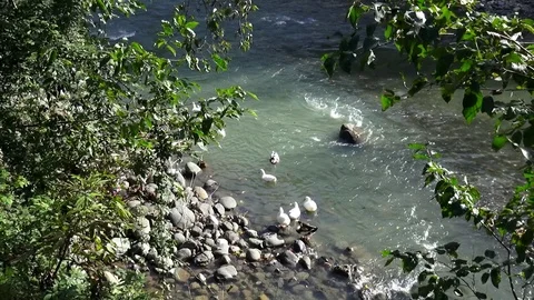Flock of ducks in the river Stock Footage 104419227