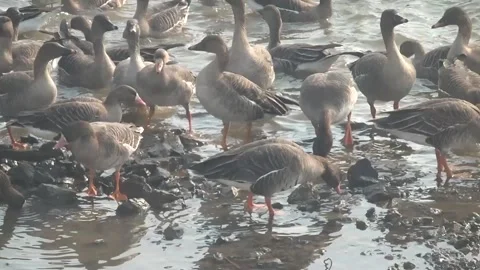 Flock of ducks in river Stock Footage 306040500